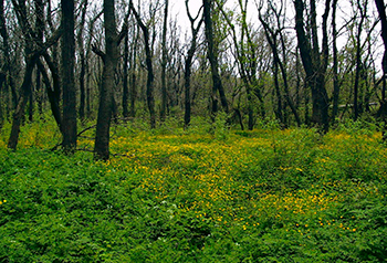 Цемесская роща